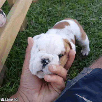 ezgif_com-add-text_36