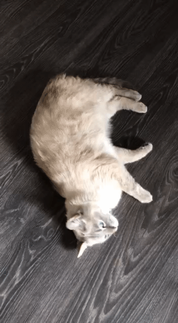 ezgif-2-051ee6674033