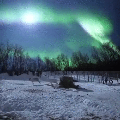 severnoe_sianie_96381704