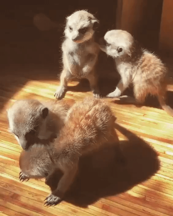 ezgif-2-6c232d4b1e7c