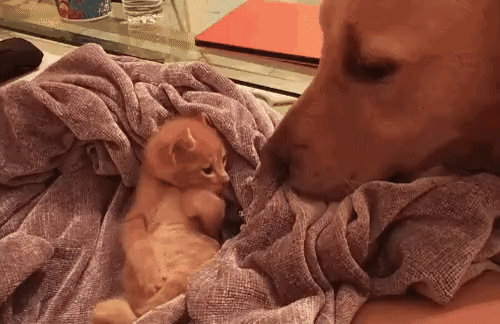 76208c90b0ca3c01470dbd6db63a17cd_273238_1501479849