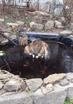 a0722763bab7136dd41c1514b506dda3_342249_1570915345