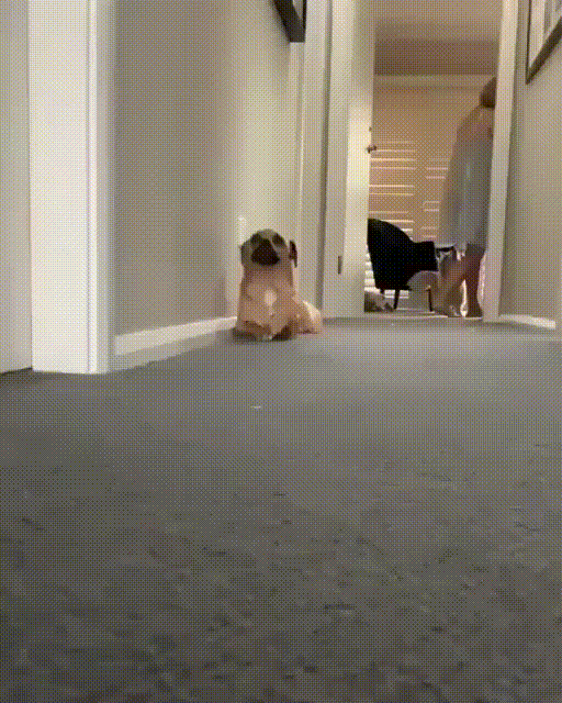 -собака-кродеться-5450454