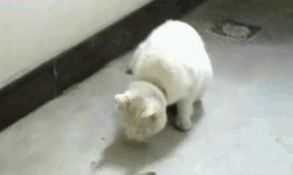 5408d4c76108e24dd183a0885fb2d43c_342249_1571011058