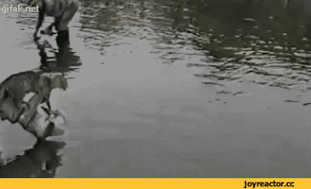 https__vk_com_gifki_s_zhivotnymi