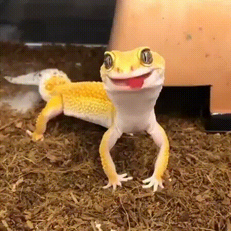 -живность-геккон-5501275