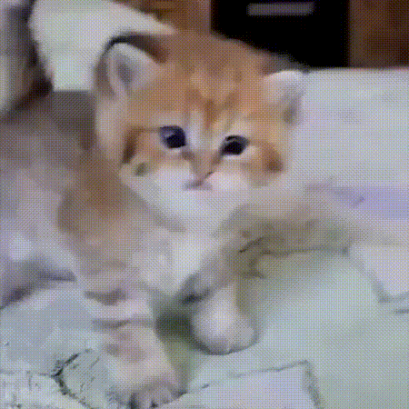 -котэ-личинка-котэ-пузико-5495114