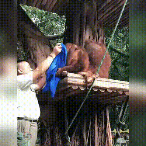 -обезьяны-орангутан-драма-5500290