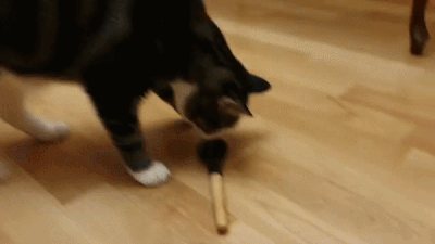 -Шепард-котейка-живность-животные-реактора-5500084