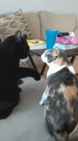 -котэ-бросок-через-котэ-5499232