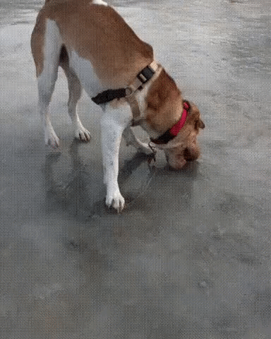 ezgif-3-11f4a1b147c3