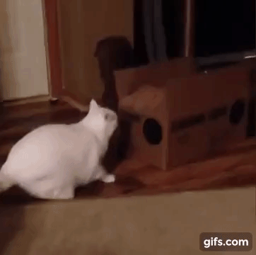 vk_com_animal_gif_2019_01250