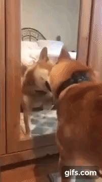 vk_com_animal_gif_2019_01220