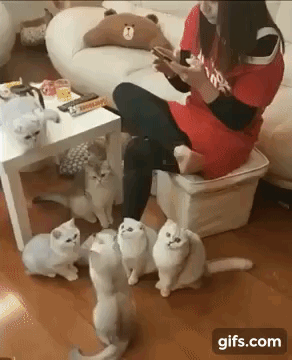 vk_com_animal_gif_2019_01219