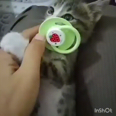 vk_com_animal_gif_2019_01231