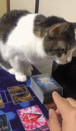 -котэ-карты-поиграли-5515706