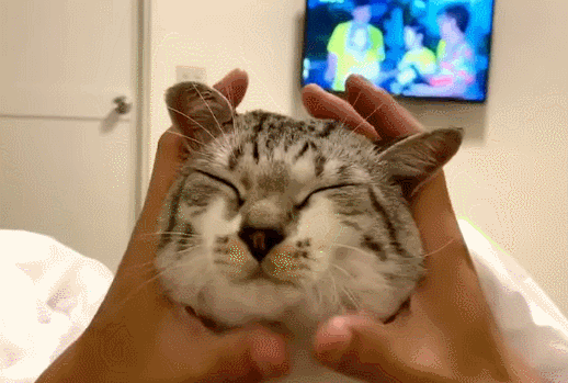 -котэ-массаж-5503337