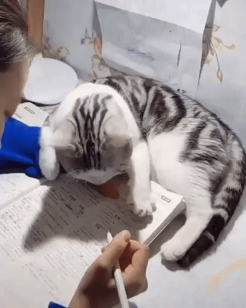 68f2433434b8c3356d04eef382fca0fd_273238_1569556590