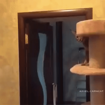 ezgif-3-c76296dc9290