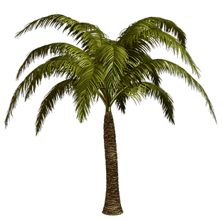 palms__13__by_ola55_d74u157-pre (1)