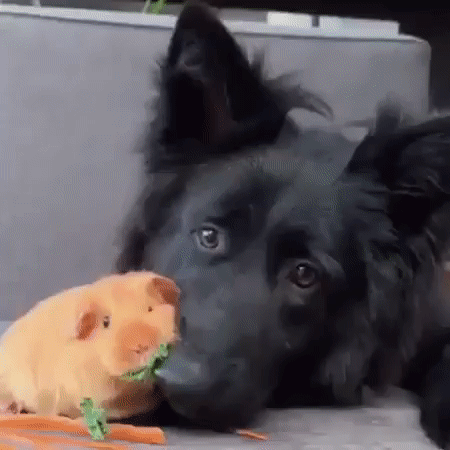 3ba9b89a8eee795b4c11d776f1f72434_273238_1569821506