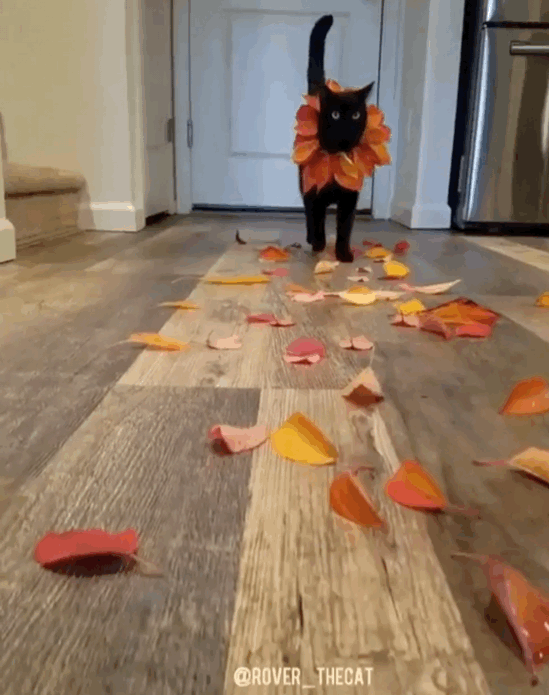 A19F19A6-45B5-43E8-8B61-E5619BD30284