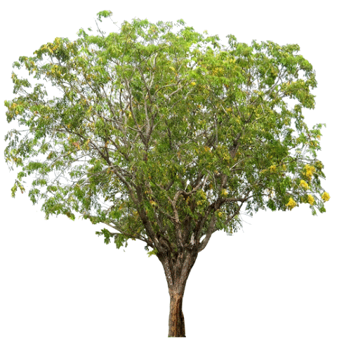 257a-tree