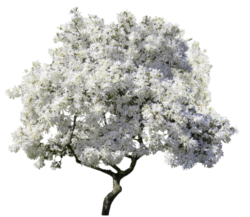 tree-3376477_1280