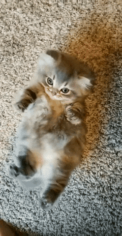 -котэ-котэ-гифки-5518220