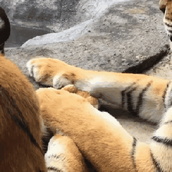 5753d2e8bf48268c963fc3ef6b0281bc_273238_1502013277