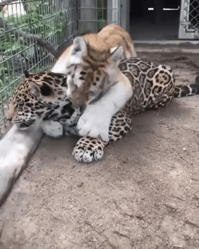 ezgif-3-8f023cf7cf2f