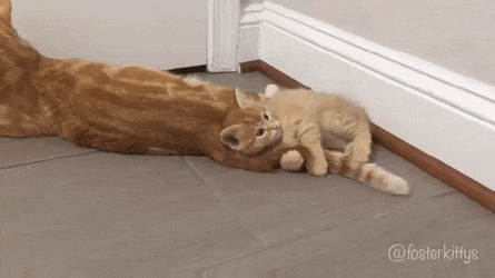 d213399fc7a1e8bc455e55def5d8e27d_273238_1501869926