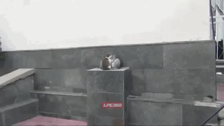 Kholodaet_Derzhite_kotikov_v_teple