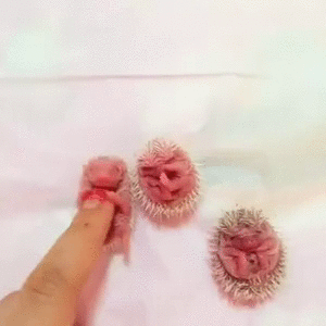 0fa0c06413b2853a15a6d89e7a73bb9f_273238_1501927704