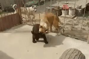 d18e104c2642913902d1a0846e611c69_273238_1501956186