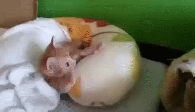 0640af8532c737ccb09b99f49c737b11_273238_1501955927