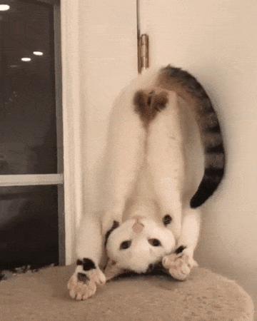 gifki-kote-zhivnost-stoyka-2507