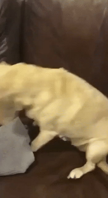 4a12afbb43da60c66a55c31ac8a73789_273238_1502345494