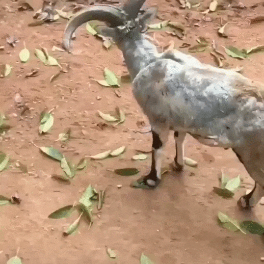 68f699550dd1dc2b3f35782fa3d4cb76_226073_1572700198