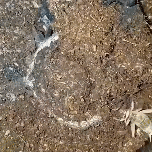 ezgif-3-4682161e4108