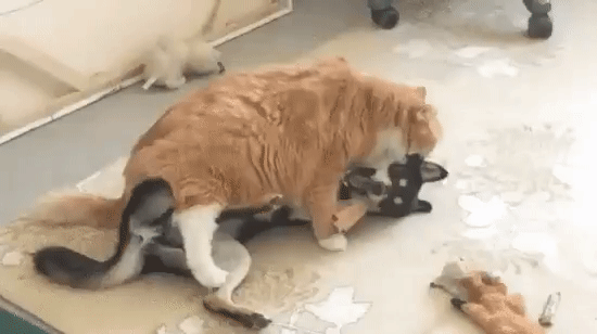 ezgif-3-bd9d9674369d