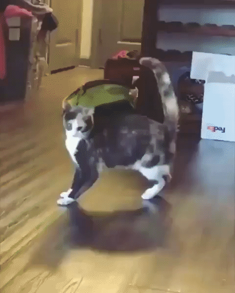 ezgif-4-8e739c654d59