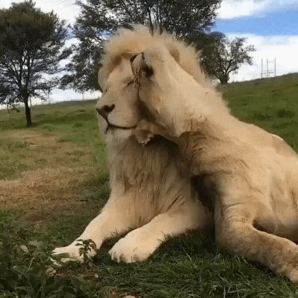 ezgif-3-f2c24b3c6a35