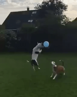 63b19c9ae48b5ed0e3b6c4d4877879d3_273238_1502689179