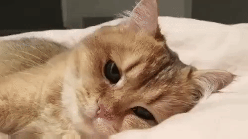 73daf6f1614db5663d949b8d3106113b_273238_1502781274