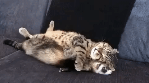 b187f04298ac72c9dc7da497730129ab_276989_1573353838