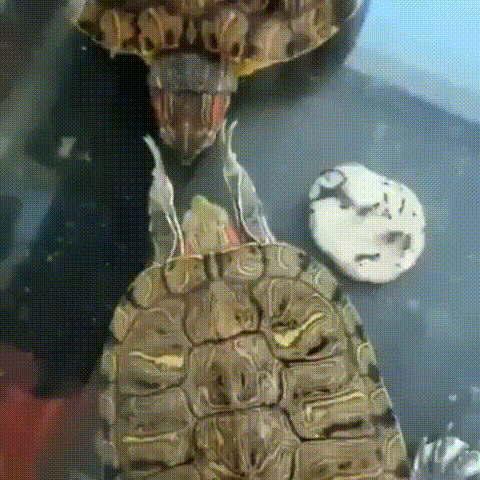 4_-vstavay-donatello