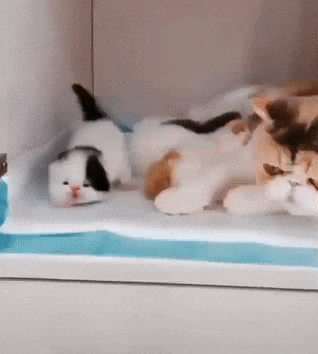 ezgif-4-c16e4f5eb86f