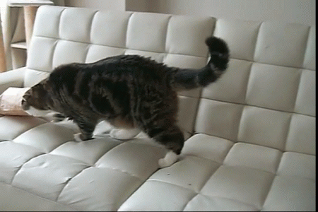 vk_com_animalfunny_0035