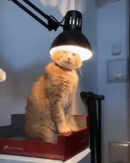 Кот под лампой